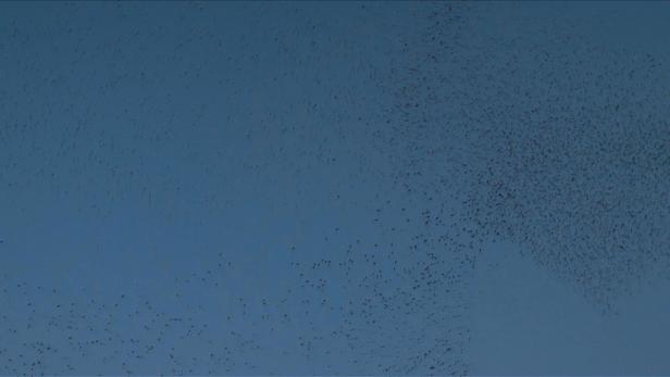 Ein großer Schwarm Vögel fliegt am Himmel.