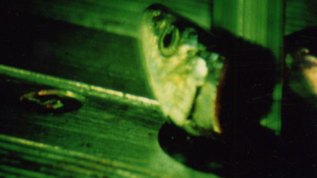 Der Kopf eines Fisches liegt auf einer hölzernen Oberfläche.