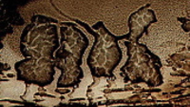 Eine abstrakte braune und beige Farbkomposition.