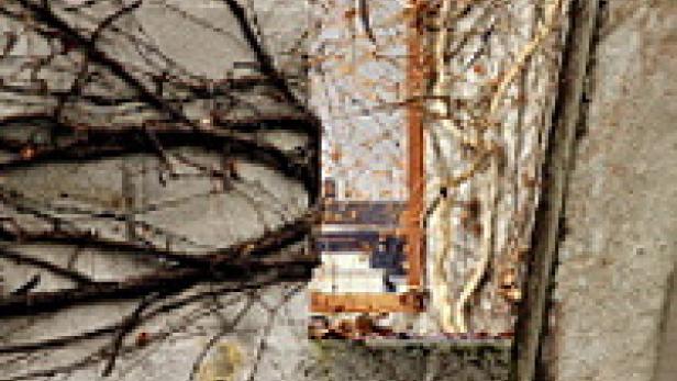 Efeu bedeckt eine alte Mauer mit einem Fenster.