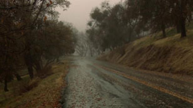 Eine neblige Landstraße mit Bäumen und herabgefallenen Blättern.