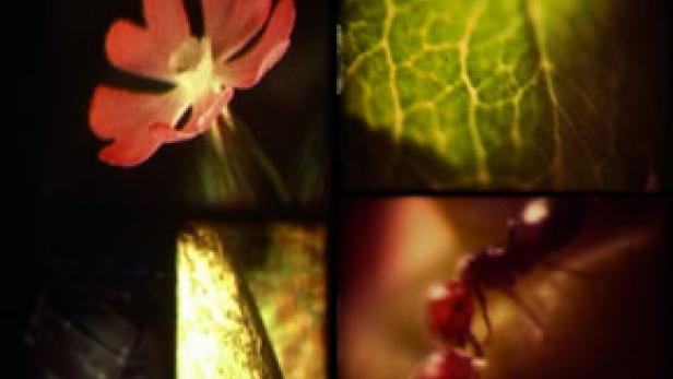 Eine Collage mit Nahaufnahmen einer roten Blüte, eines Blattes, einer Ameise und eines goldenen Objekts.