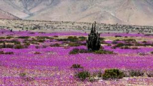 Eine Wüstenlandschaft mit einem Feld aus lila Blumen und einem Kaktus im Vordergrund.