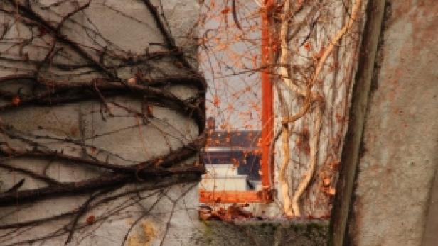 Blick durch ein Fenster, das von Kletterpflanzen umrankt ist, auf ein Gebäude im Hintergrund.