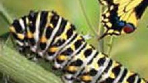 Eine Raupe und ein Schwalbenschwanz-Schmetterling auf einer Pflanze.