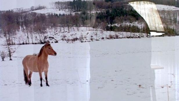 Ein braunes Pferd steht auf einer schneebedeckten Wiese.