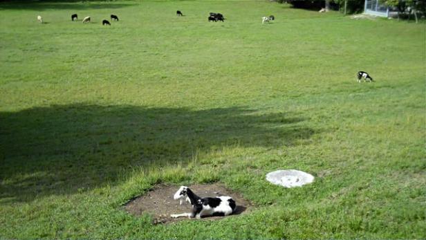 Eine schwarz-weiße Ziege ruht auf einer Wiese, während andere Ziegen grasen.