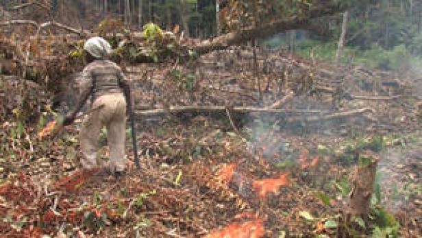 Eine Person steht inmitten von abgeholztem Wald, während im Vordergrund ein kleines Feuer brennt.