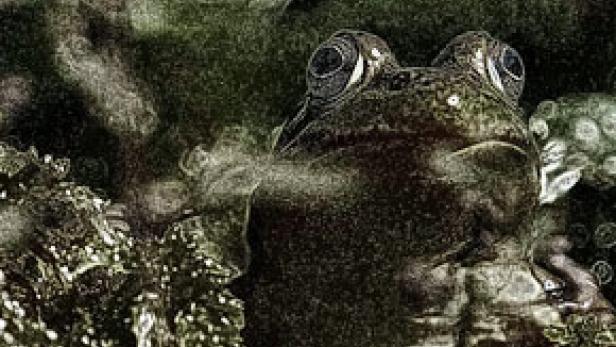 Ein Frosch sitzt im Wasser und schaut in die Kamera.