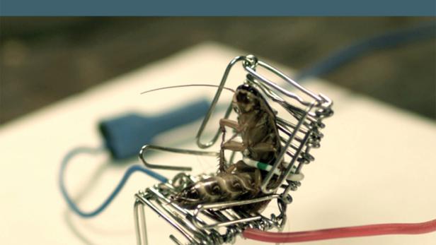 Das Filmplakat für „Harmony Lessons“ zeigt eine Kakerlake, die auf einem Miniaturstuhl aus Draht sitzt.