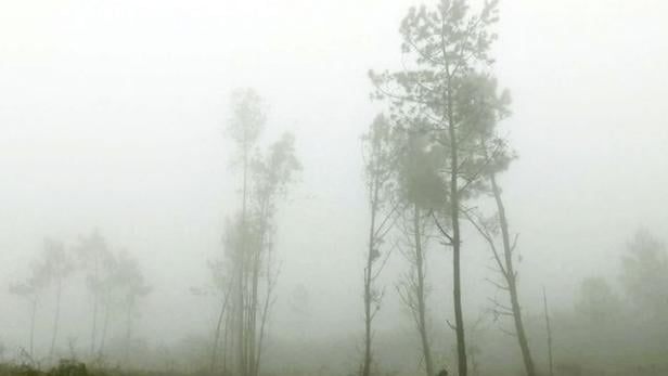 Dichter Nebel liegt über einer Waldlichtung mit Kiefern.