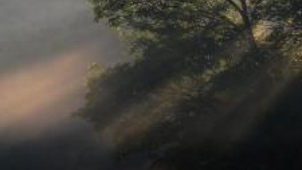 Ein Baum steht im Nebel, während im Vordergrund schemenhaft ein Gesicht zu erkennen ist.