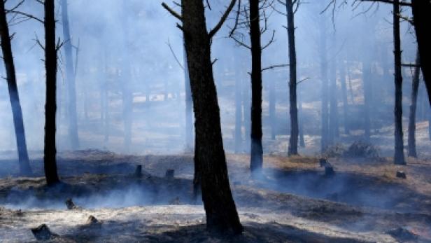 Rauch zieht durch einen Wald mit verkohlter Erde.