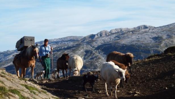 Ein Hirte führt eine Herde Schafe und Pferde durch eine bergige Landschaft.
