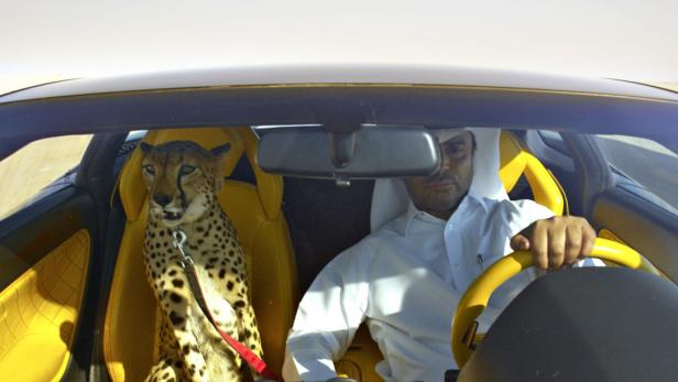 Ein Mann fährt ein Auto mit gelben Sitzen, auf dem Beifahrersitz sitzt ein Gepard an der Leine.