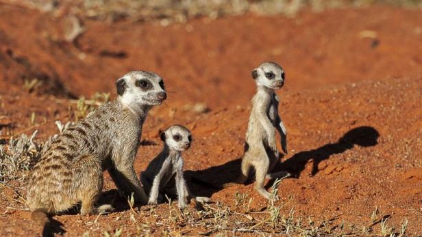 Eine Erdmännchenfamilie steht auf roter Erde und beobachtet die Umgebung.