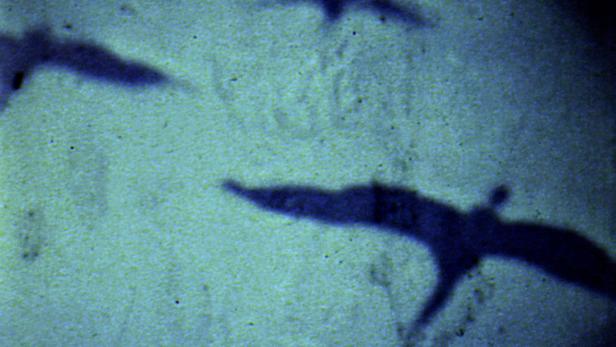 Schatten von fliegenden Vögeln auf einer sandigen Oberfläche.