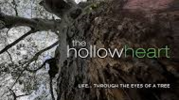 Das Filmplakat für „The Hollow Heart“ zeigt einen Baum, fotografiert von unten.