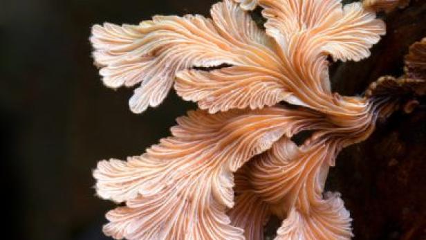 Das Filmplakat für „The Kingdom: How Fungi Made Our World“ zeigt einen Pilz.