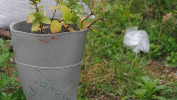 Eine Pflanze wächst in einem grauen Gummistiefel mit der Aufschrift „Take me“.