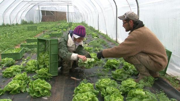 Zwei Personen ernten Salat in einem Gewächshaus.
