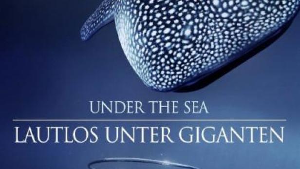 Ein Walhai schwimmt über einem Taucher im Meer.