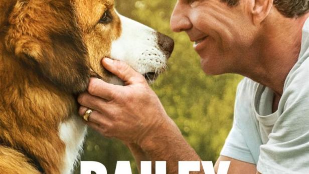 Bailey – Ein Hund kehrt zurück