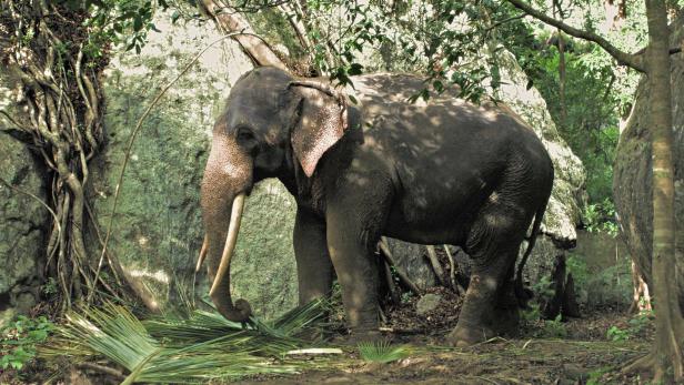 Ein Elefant frisst in einem grünen Waldgebiet.