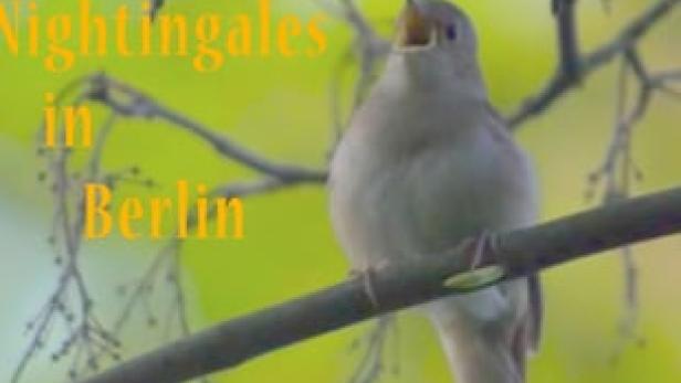 Das Filmplakat für „Nightingales in Berlin“ zeigt einen Vogel auf einem Ast.