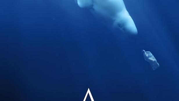 Ein Weißwal schwimmt neben einer Plastiktüte im Meer.