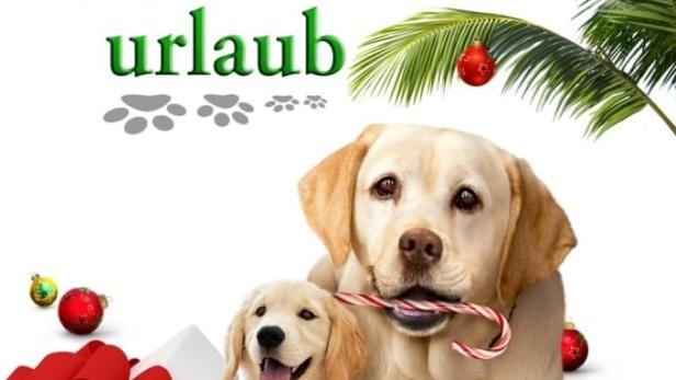 Ein Hund rettet den Weihnachtsurlaub