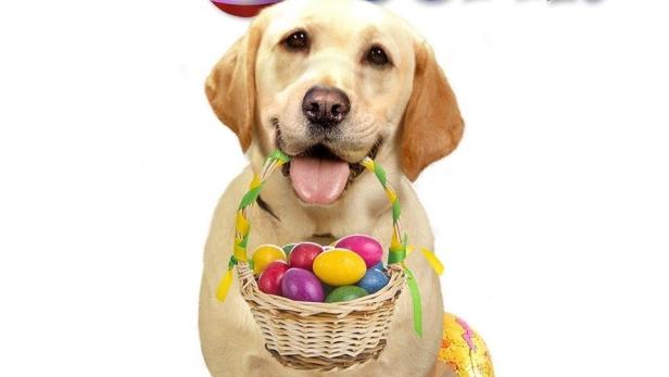 Ein Hund rettet Ostern