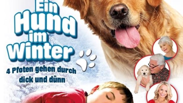 Ein Hund im Winter