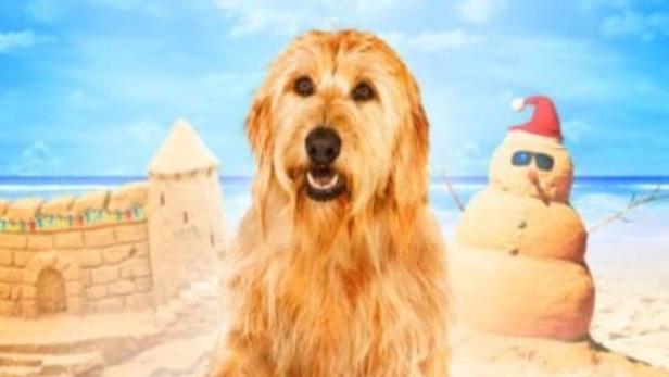 Das Filmplakat für „Ein Weihnachtsspass auf vier Beinen“ zeigt einen Hund am Strand mit Weihnachtsdekorationen.