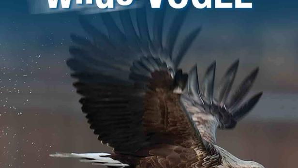 Ein Seeadler greift mit seinen Fängen einen Fisch im Flug.