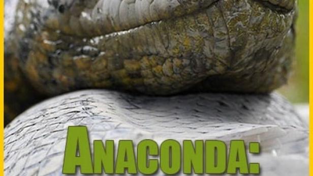 Nahaufnahme vom Kopf einer Anakonda, Titelbild von „Anaconda: Silent Killer“.