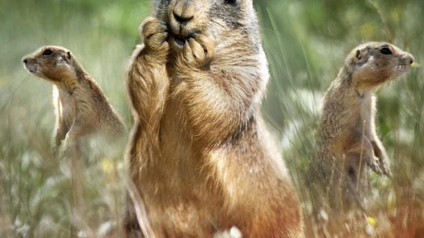 Prairie Dog Manor