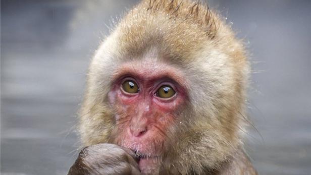 Ein Japanmakak sitzt im Wasser und scheint nachzudenken.