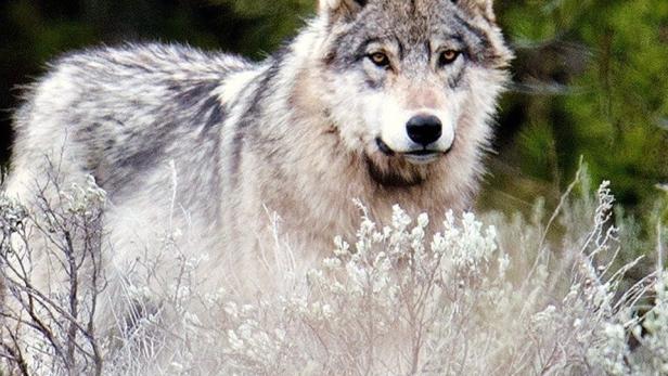 Yellowstone - Das Geheimnis der Wölfe