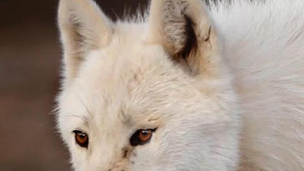 Königreich des Polarwolfs