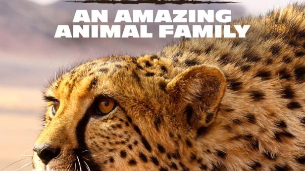 Das Porträt eines Geparden vor dem Hintergrund einer Wüstenlandschaft.