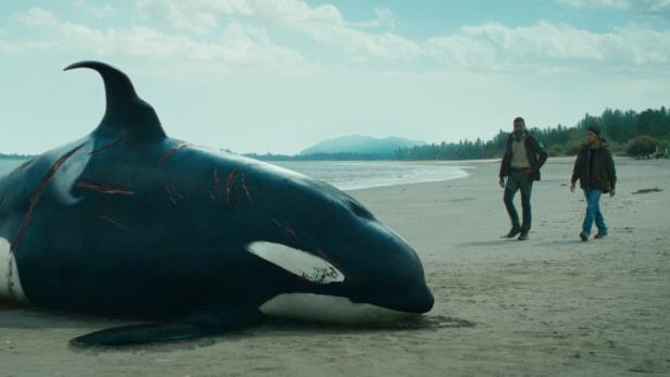 Ein gestrandeter, verletzter Orca liegt am Strand, während zwei Männer sich nähern.