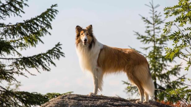 Lassie kehrt zurück auf die große Leinwand!