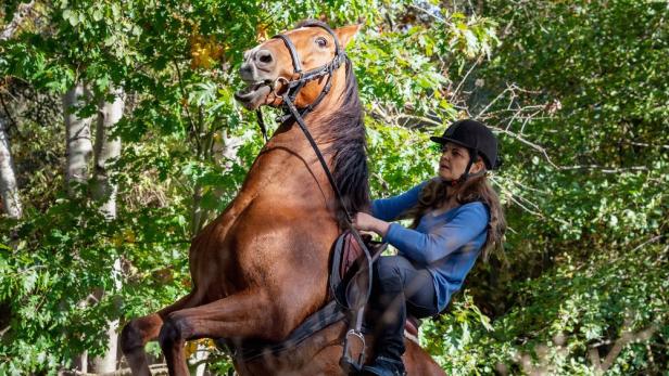 Eine Frau reitet ein aufbäumendes Pferd im Wald.