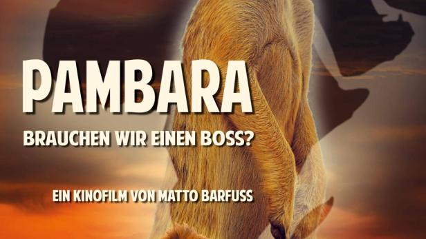 Pambara - Brauchen wir einen Boss?