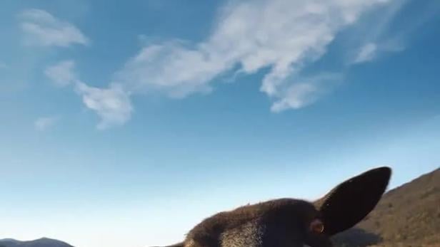 Das Filmplakat für „Sau“ zeigt eine Nahaufnahme eines schwarzen Schafs vor einer Landschaft.