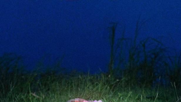 Das Filmplakat für „My Dead Friend Zoe“ zeigt eine Tasche auf einer Wiese.