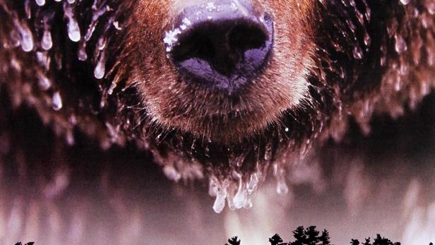 Nahaufnahme eines Bären mit Wassertropfen im Fell vor dem Schriftzug „Wild Canada“.