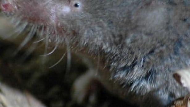 Nahaufnahme einer Spitzmaus im Laub.