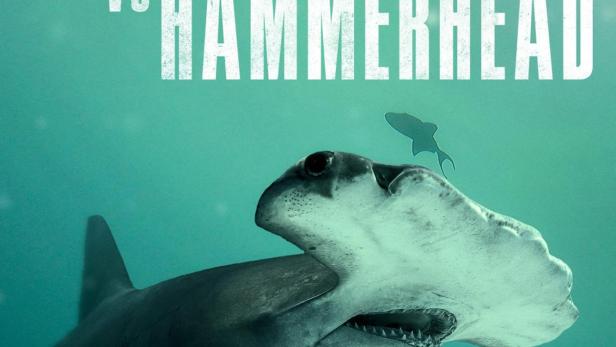 Ein Hammerhai schwimmt im Ozean, mit dem Titel „Bull Shark vs Hammerhead“ im Hintergrund.